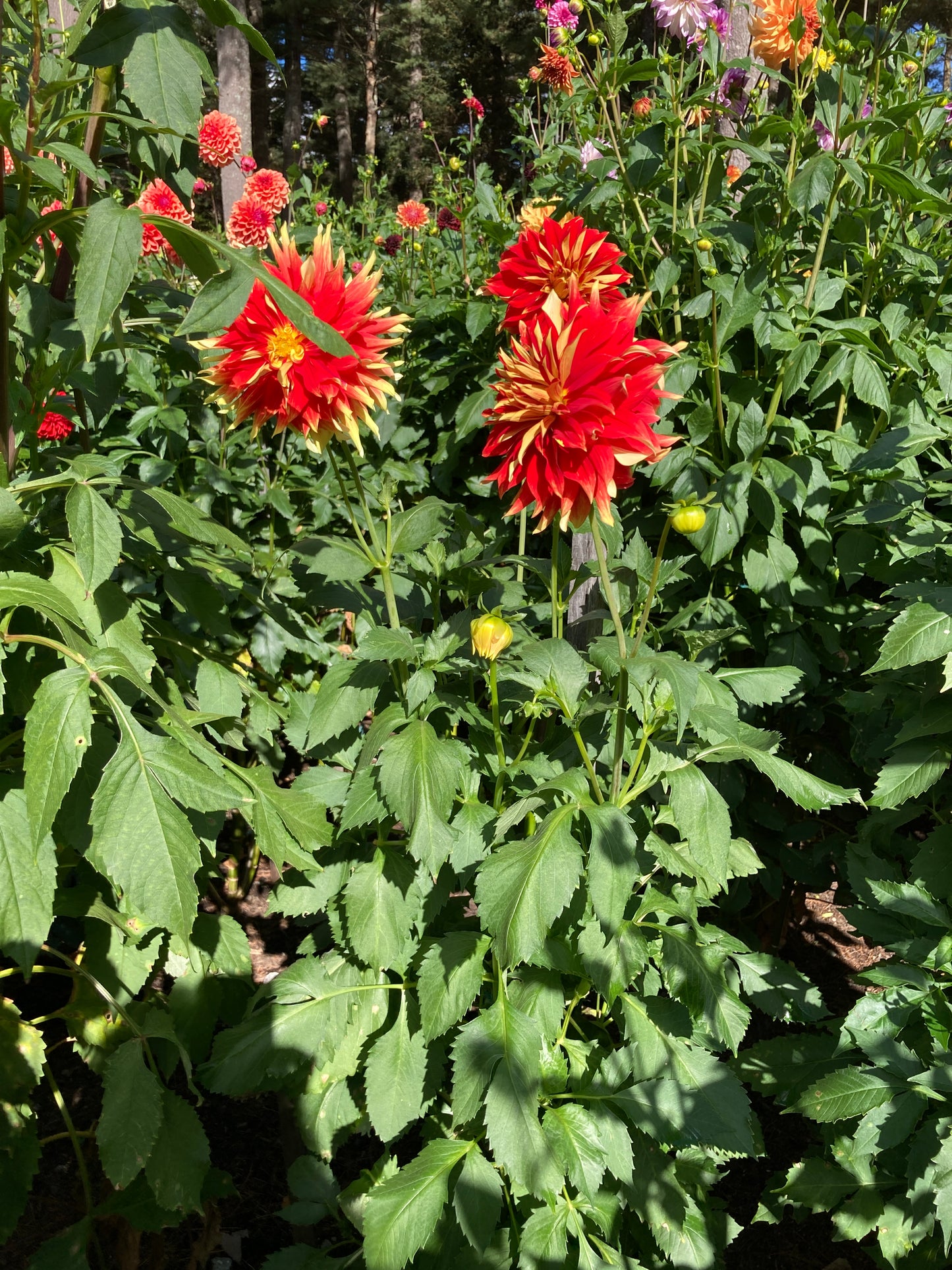 Ketchup&Mustard - not, Not Ketchup&Mustard - K&M