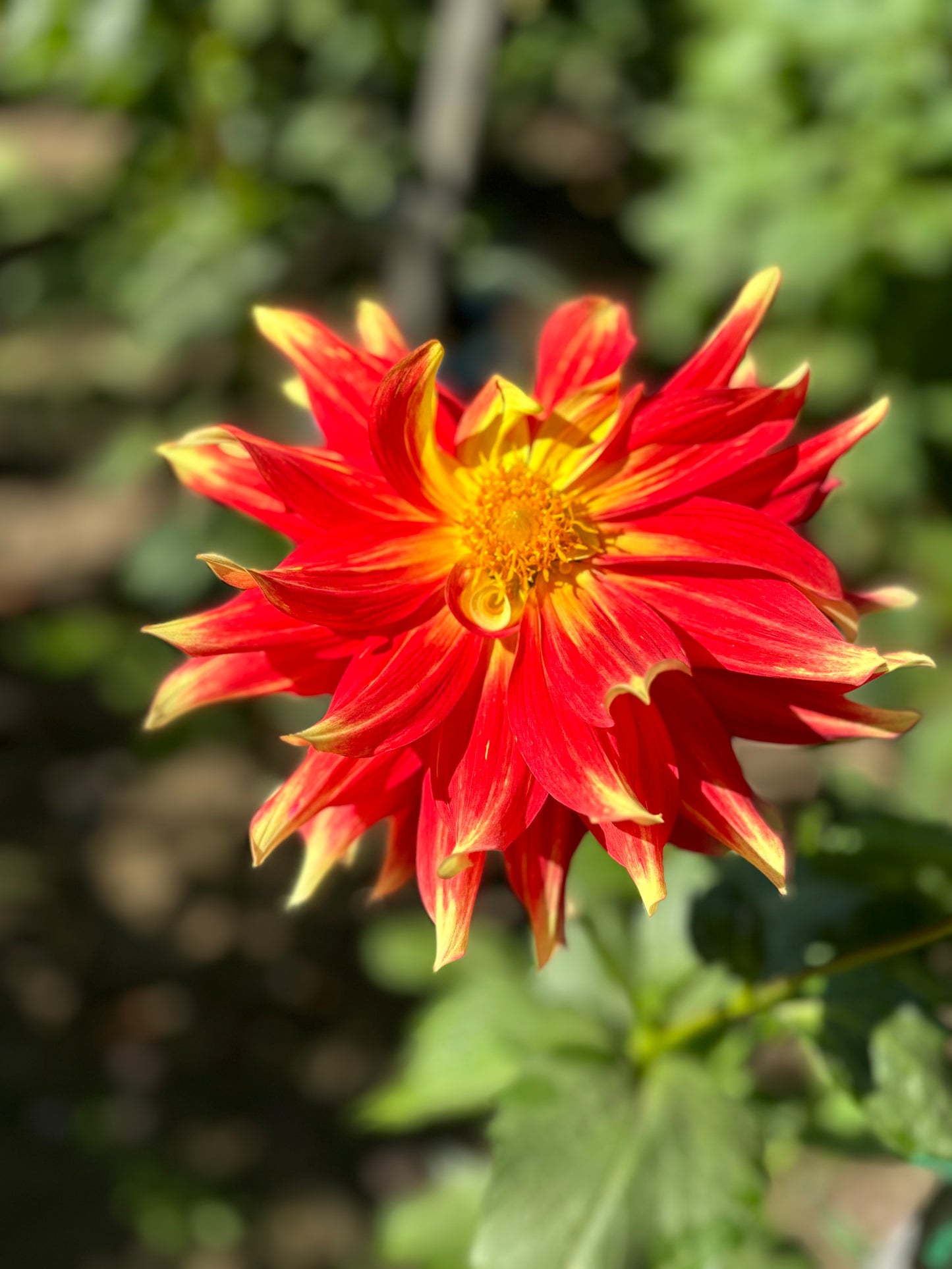 Ketchup&Mustard - not, Not Ketchup&Mustard - K&M