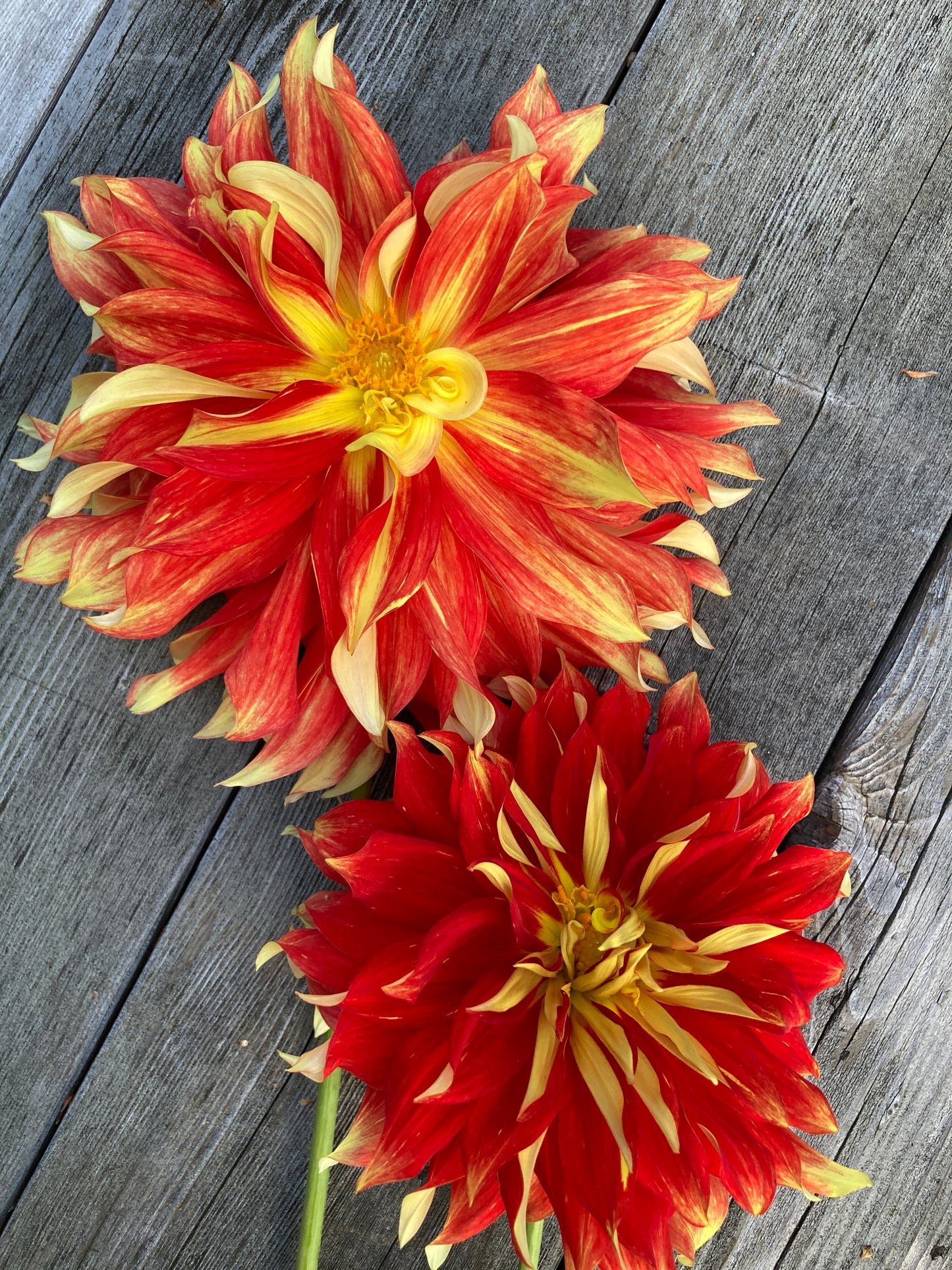 Ketchup&Mustard - not, Not Ketchup&Mustard - K&M