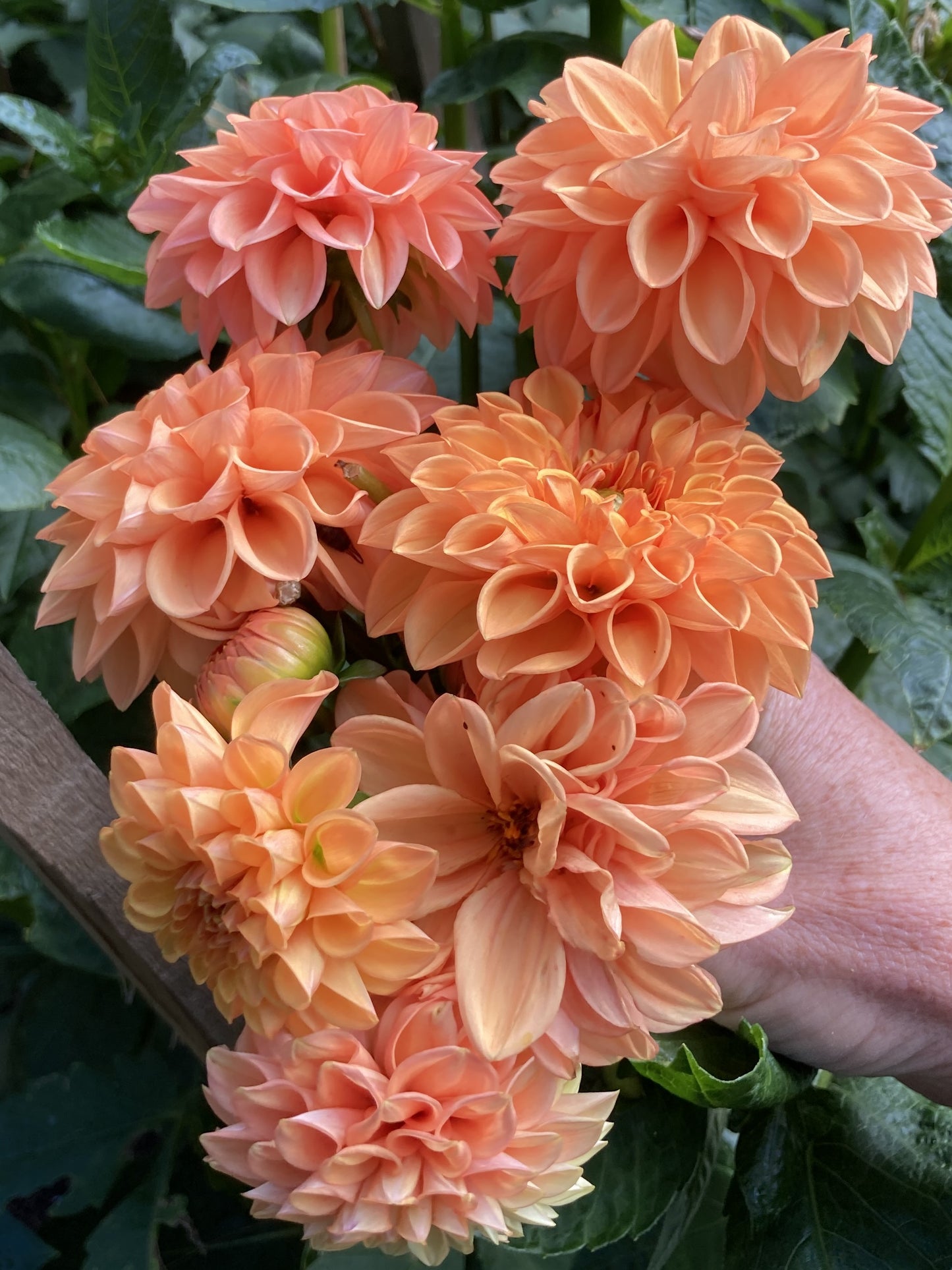 X 2nd Maarn dahlia tuber - MRN2nd