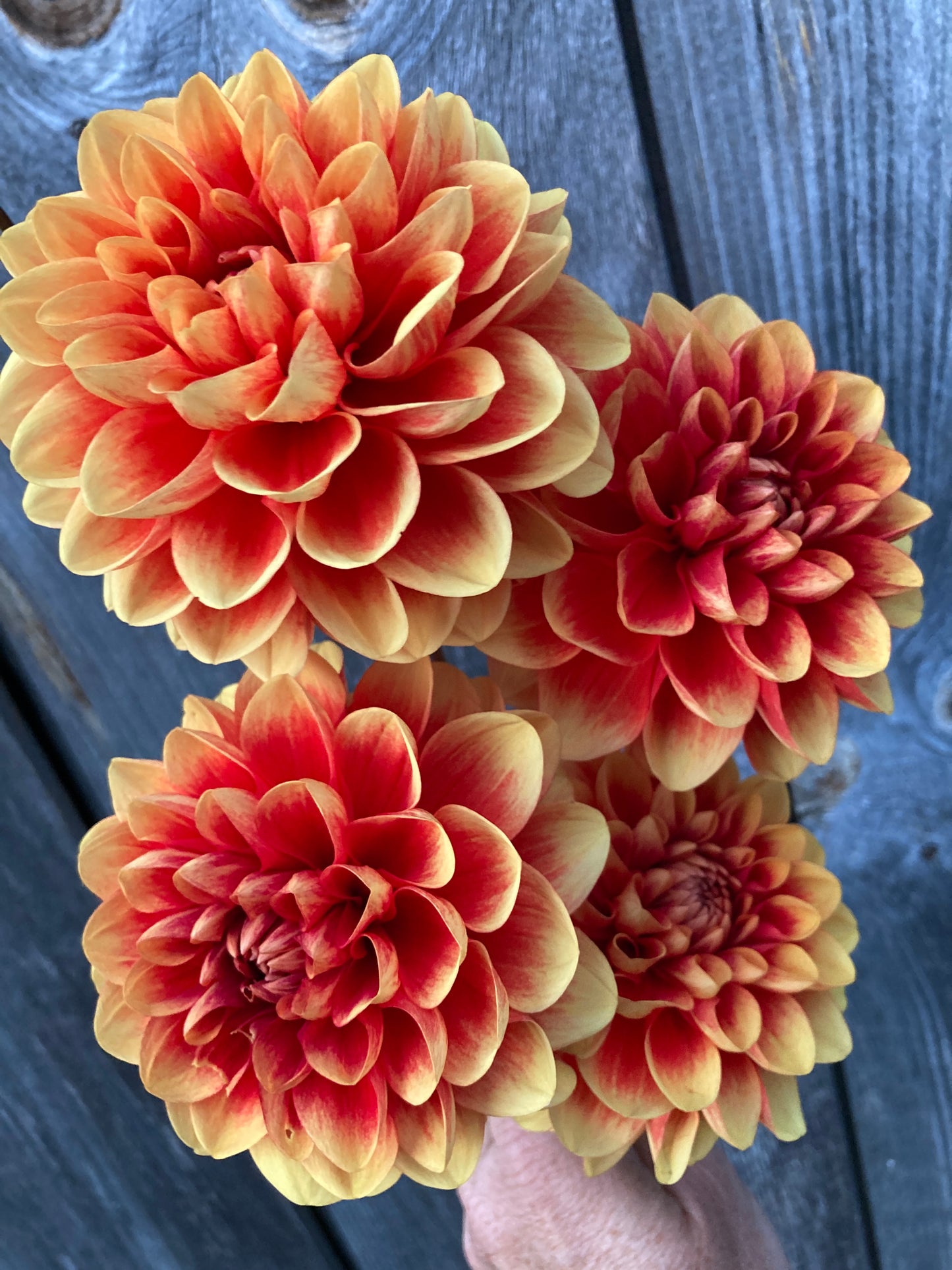 Orange U Glad - OUG