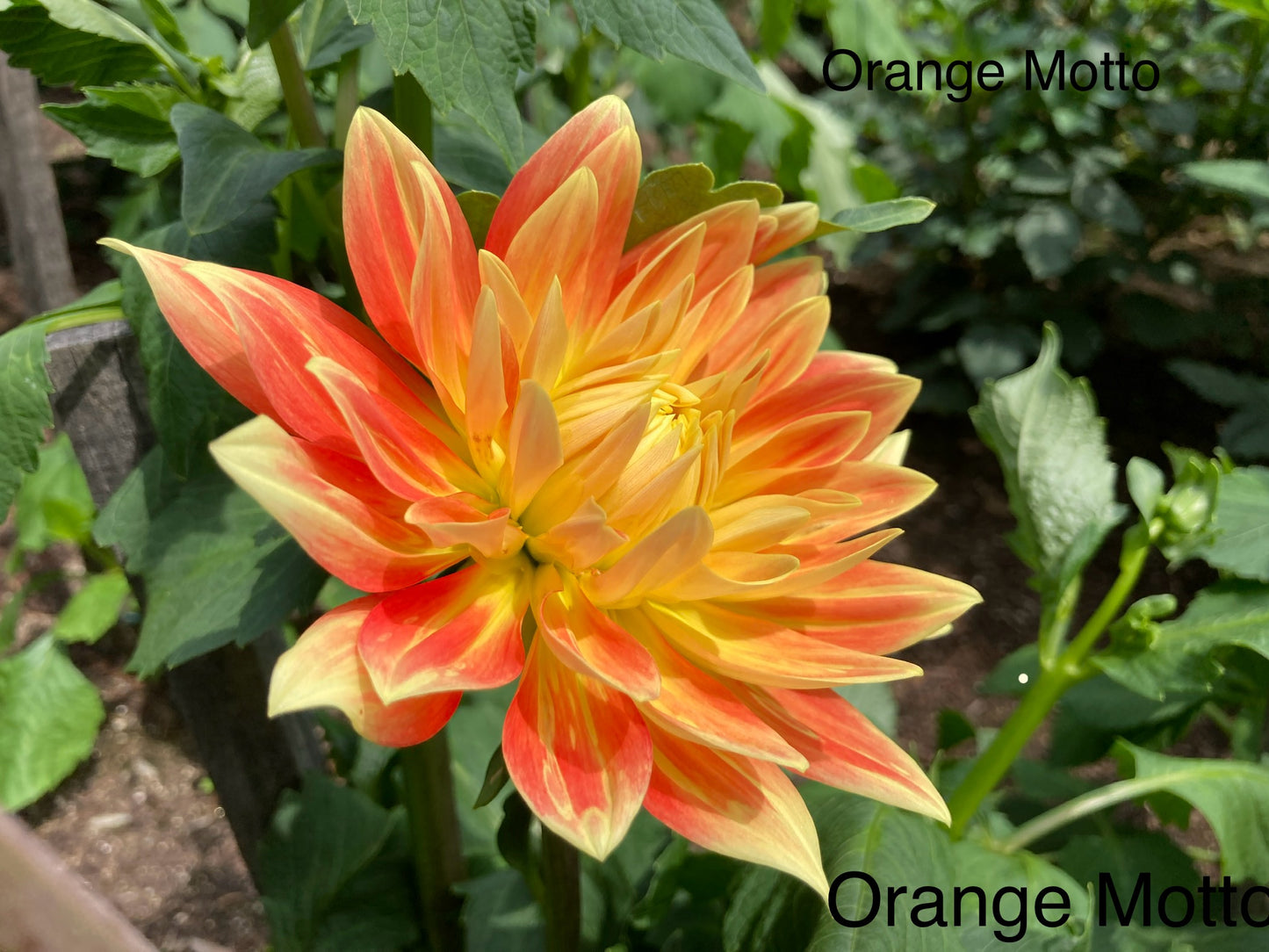 X 2nd Orange Motto - OM2nd