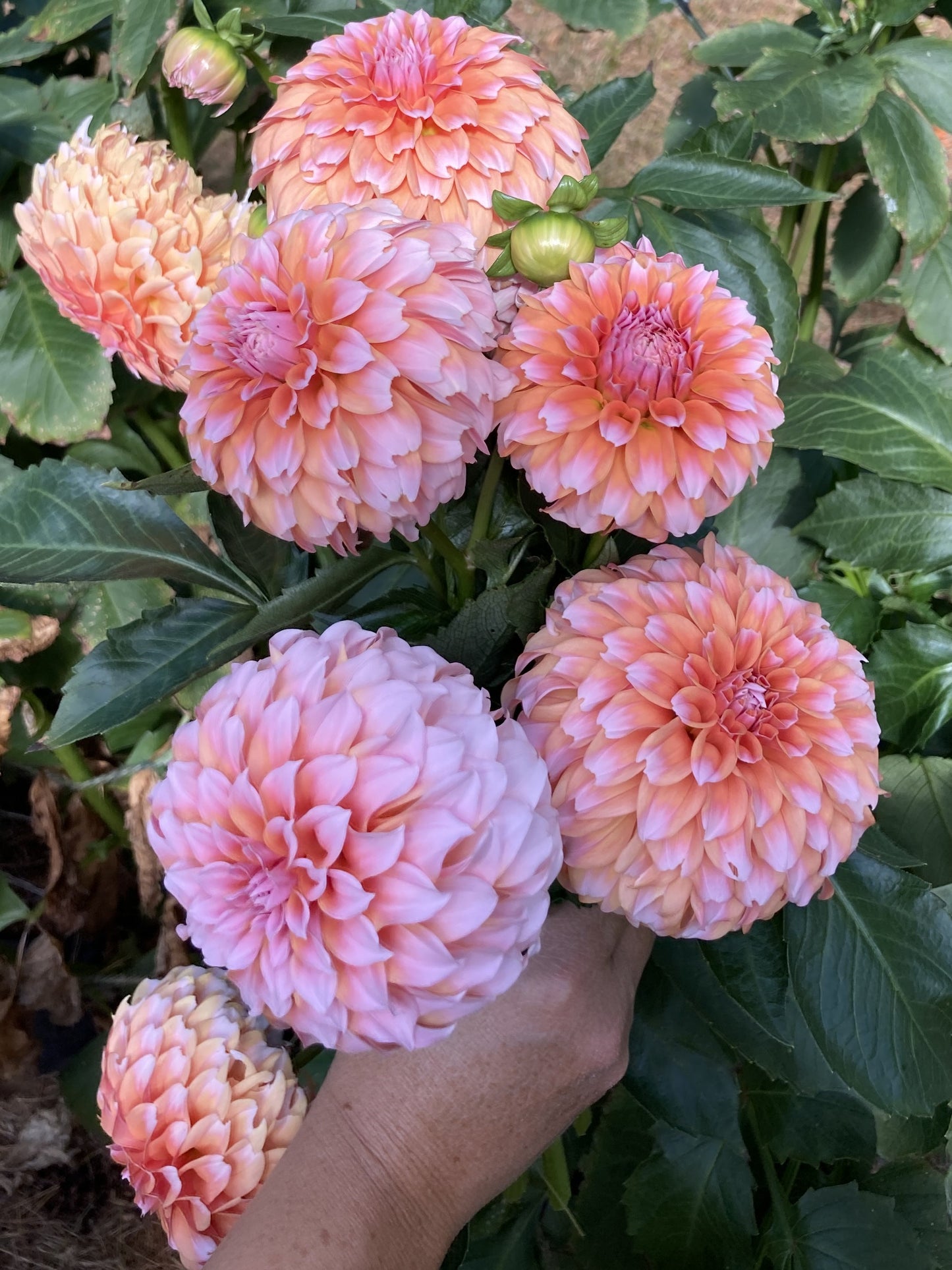Peaches-N-Cream - PNC