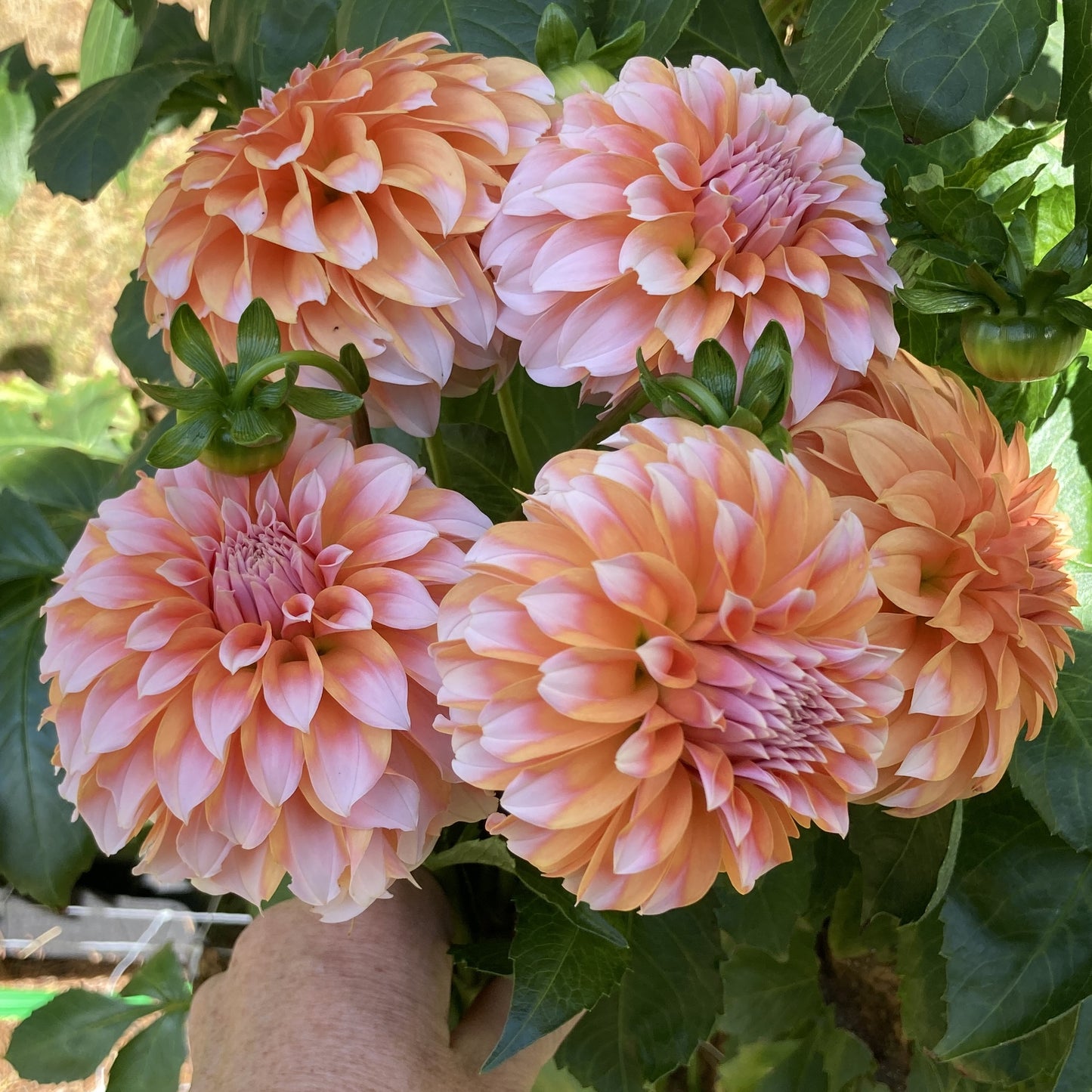 Peaches-N-Cream - PNC