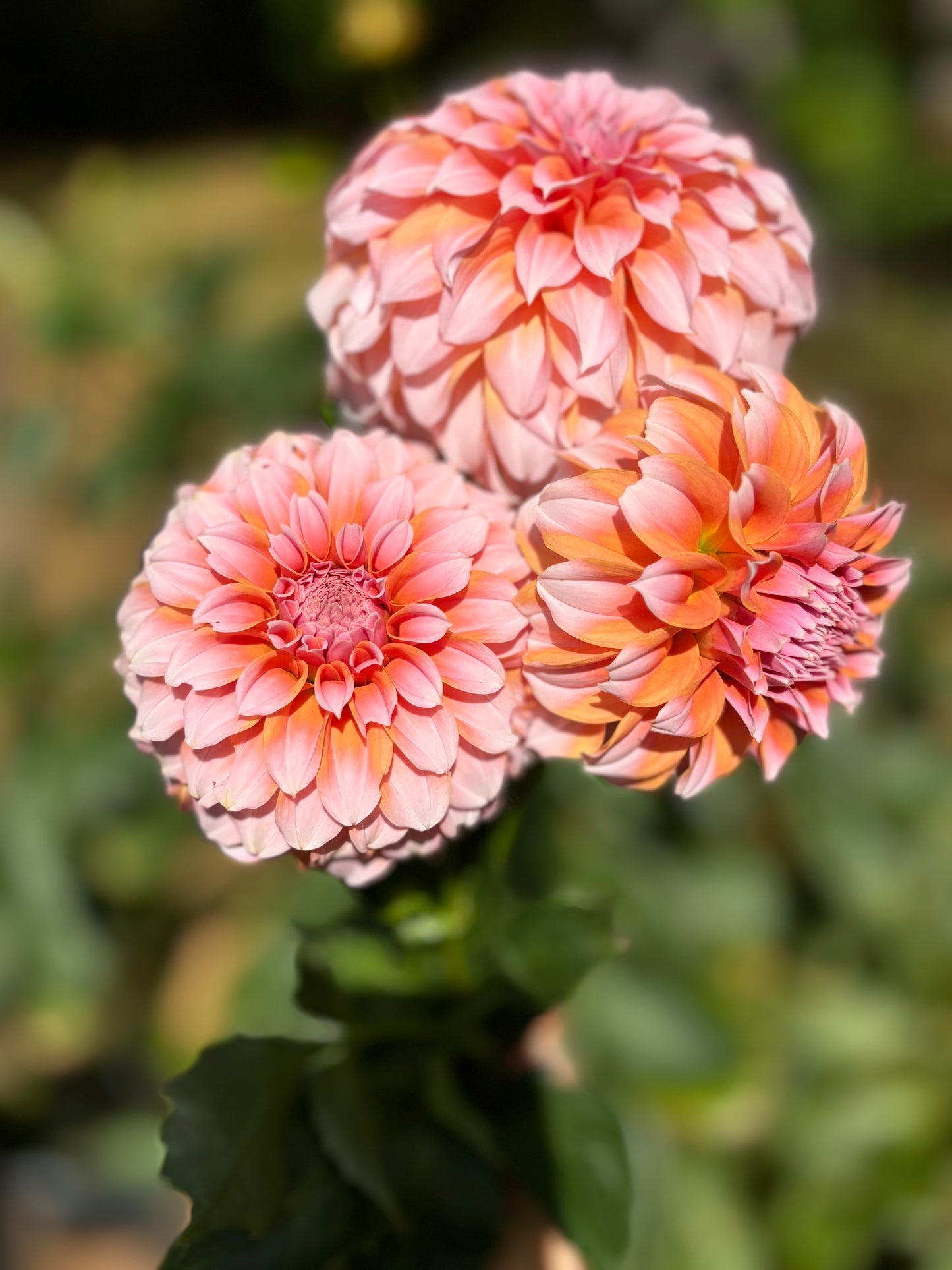 Peaches-N-Cream - PNC