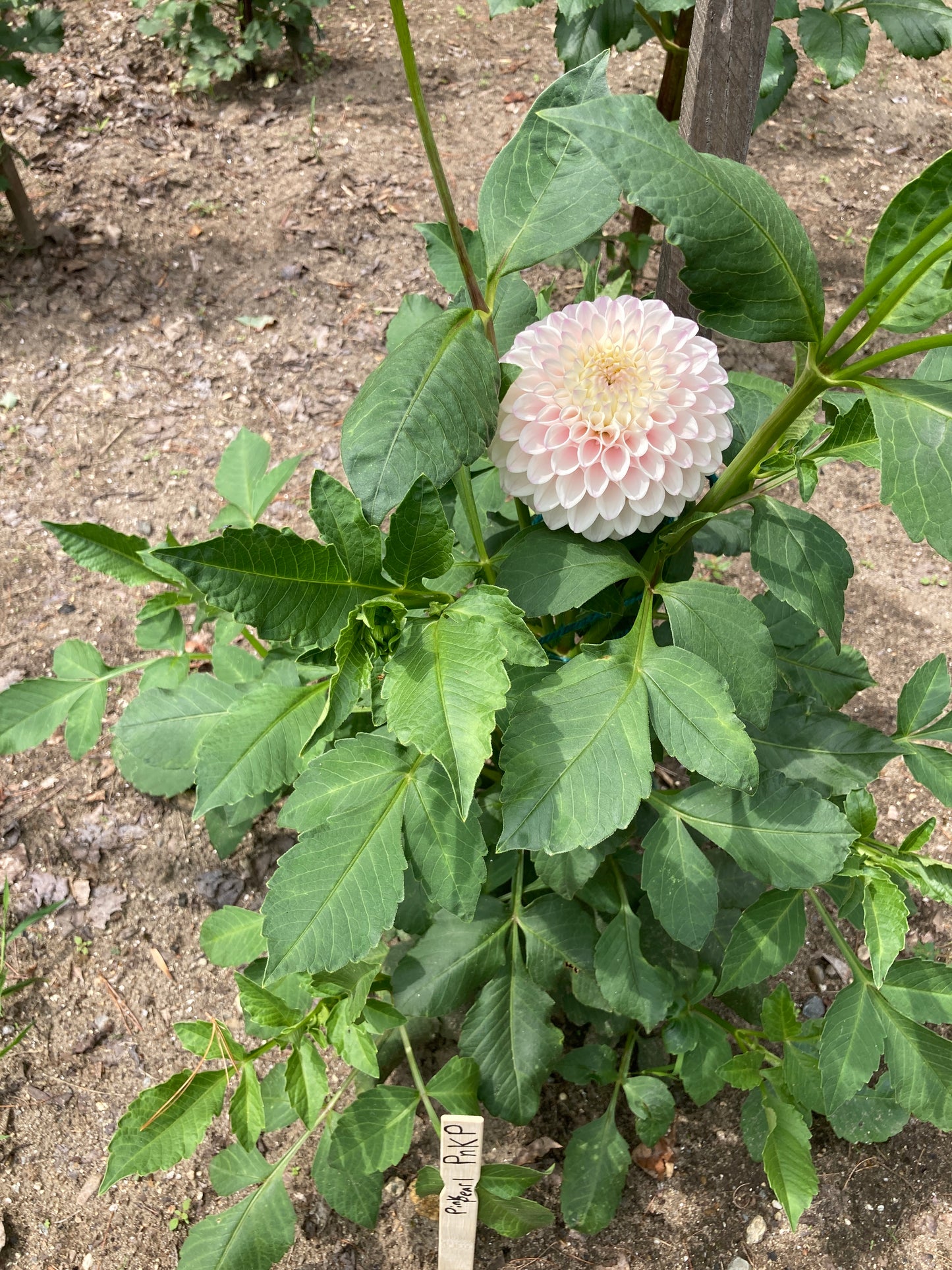Pink Pearl - PnkP
