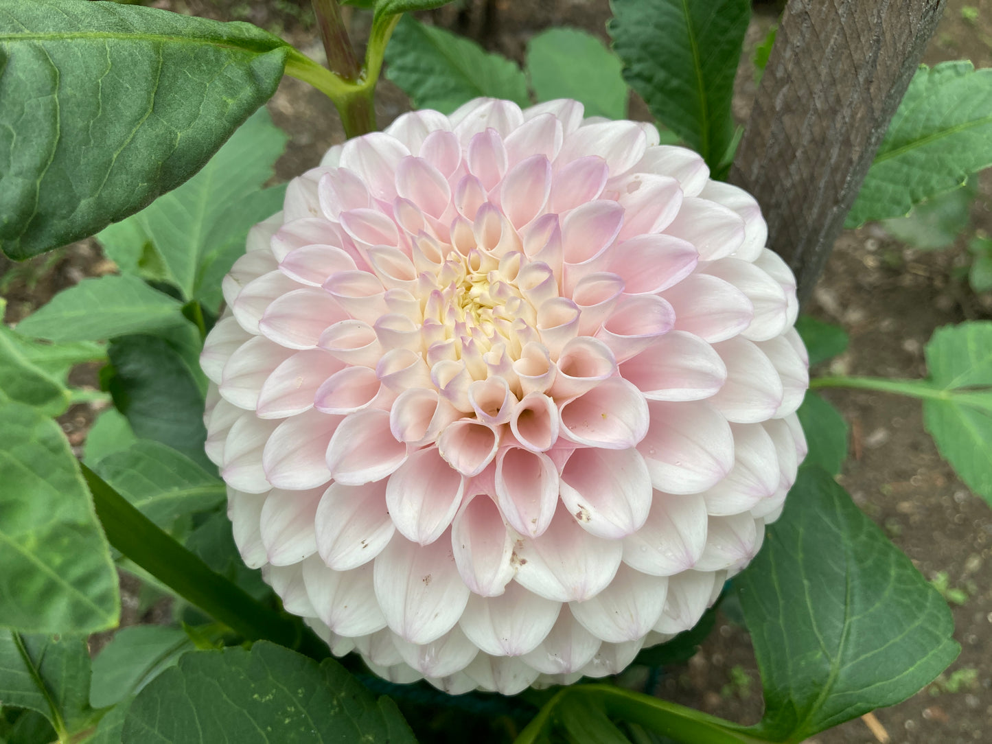 Pink Pearl - PnkP