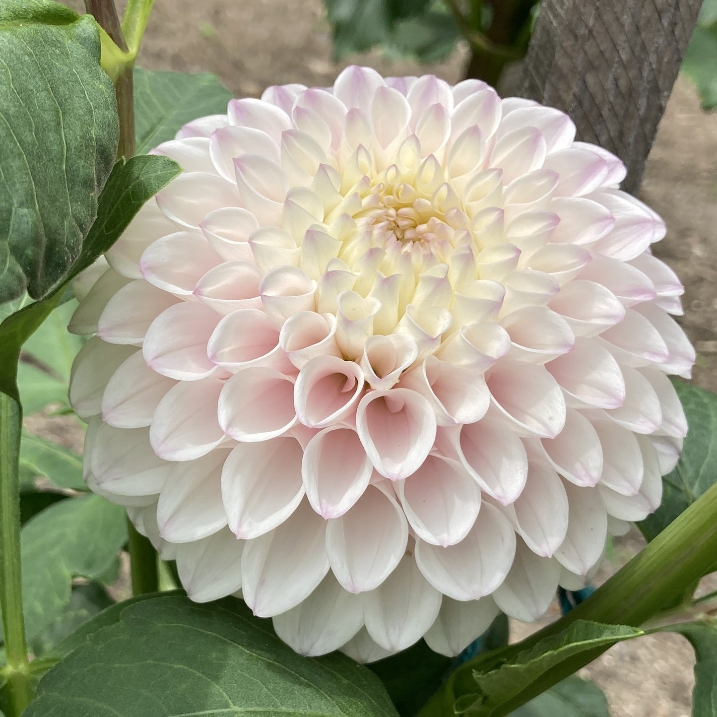 Pink Pearl - PnkP