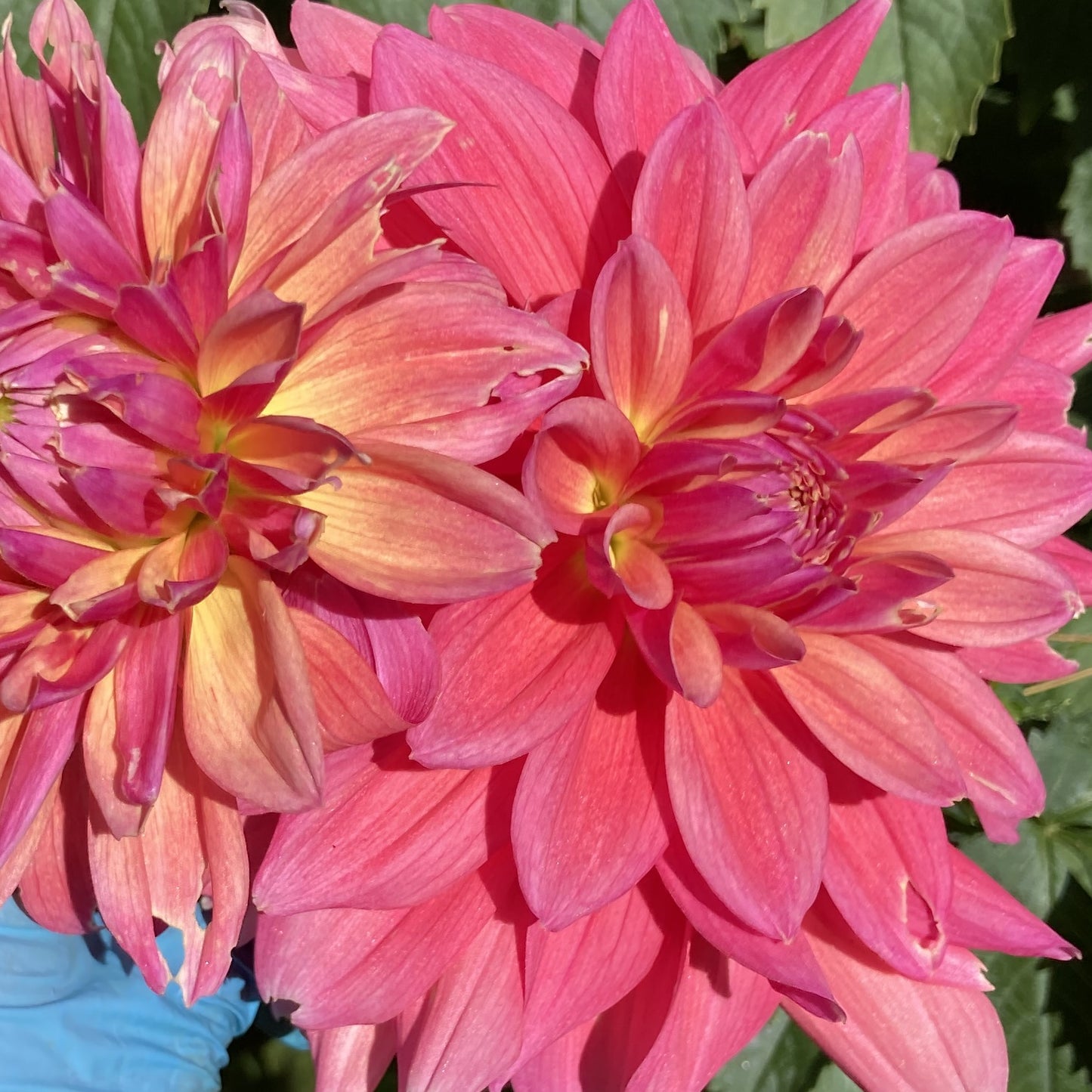 Scaur Swinton - SCSW