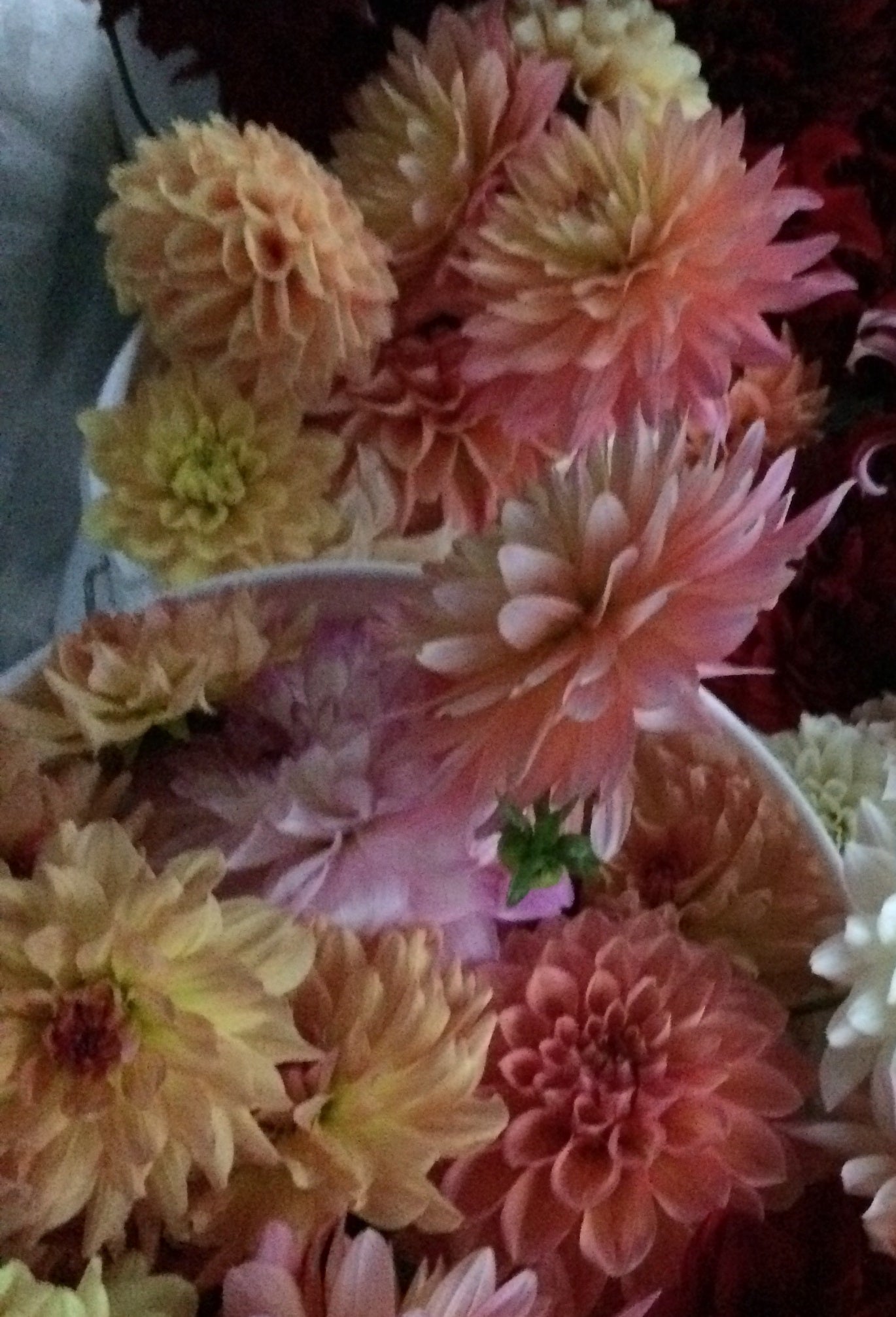 4 Farmer's choice dahlias