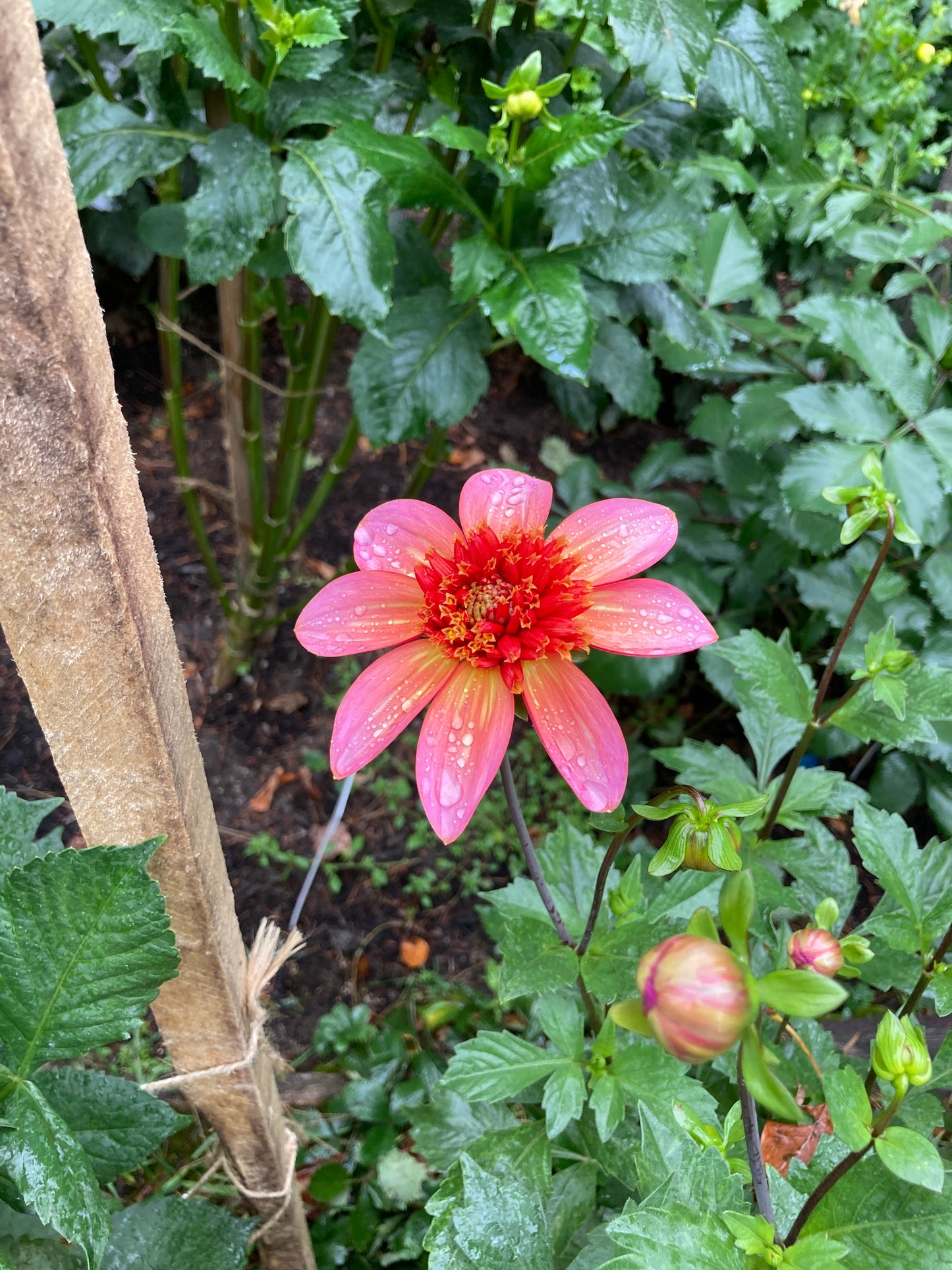 Totally Tangerine - ToTang