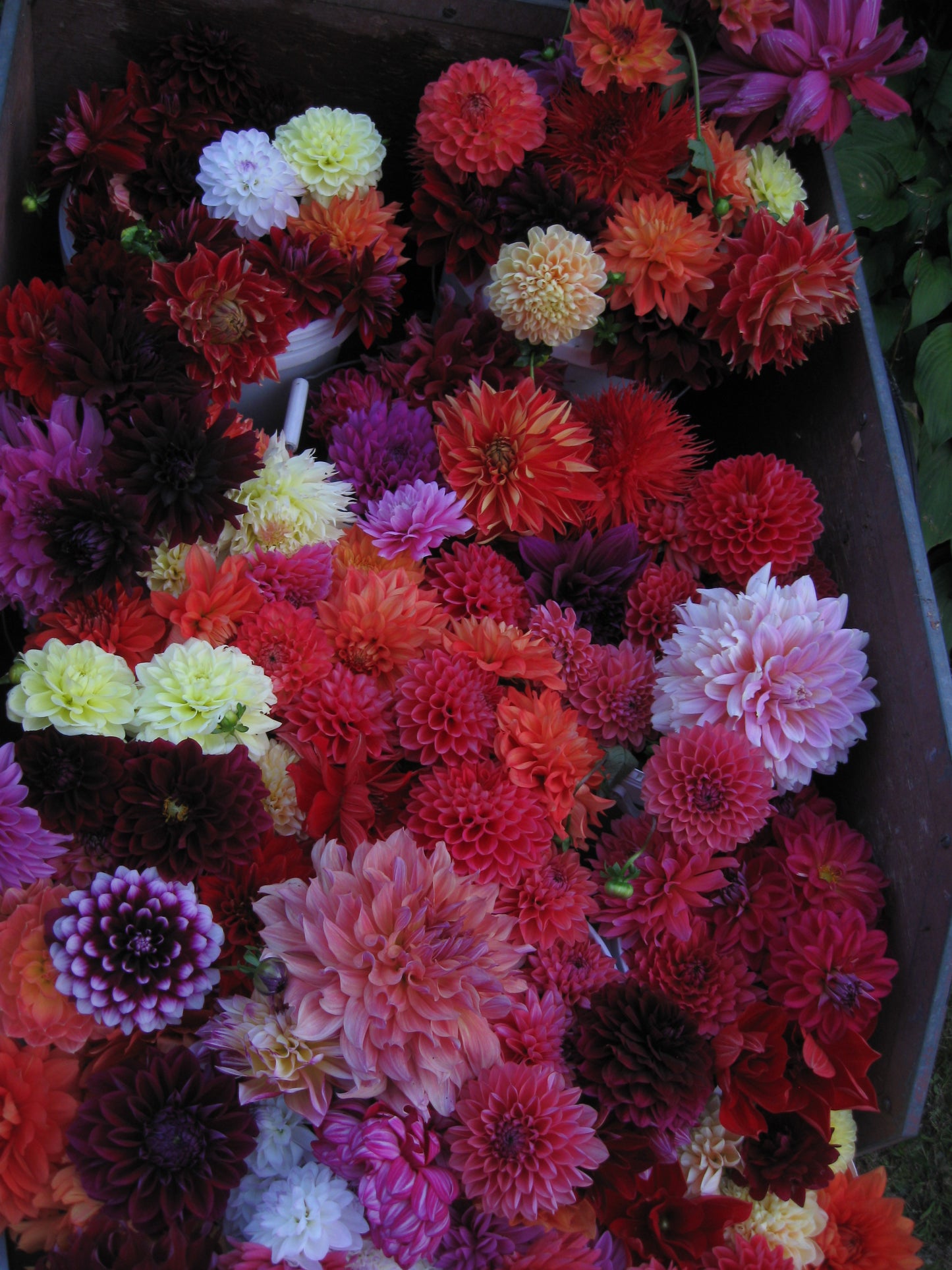 ? no ID mystery dahlia tuber - ?