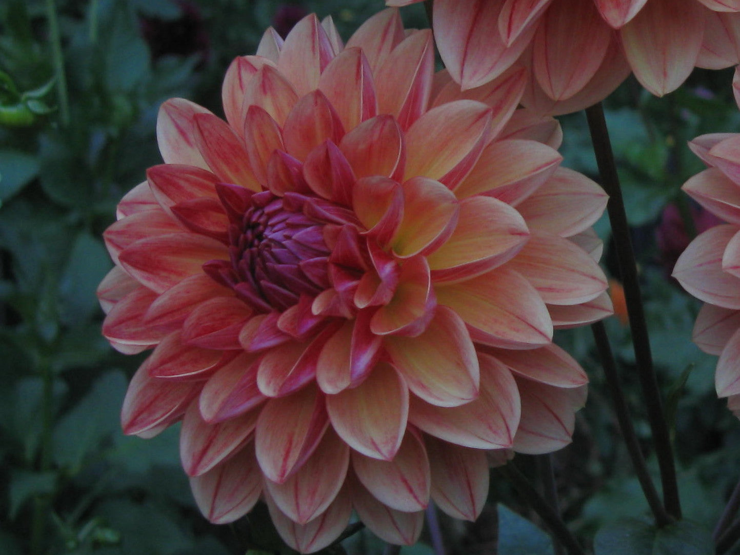 All That Jazz Dahlia - ATJ