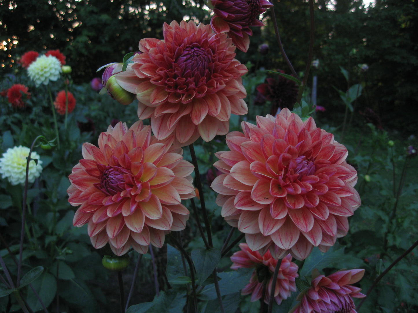 All That Jazz Dahlia - ATJ