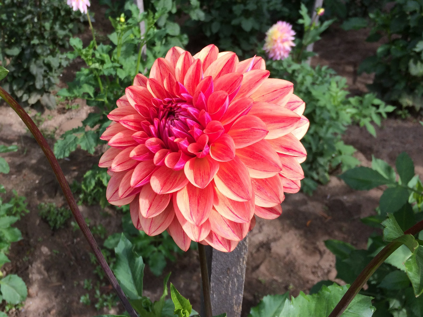 All That Jazz Dahlia - ATJ