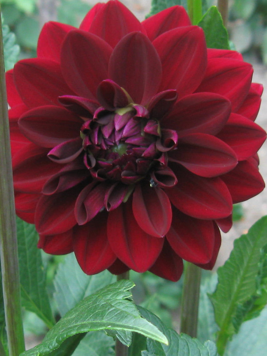 Arabian Nights Dahlia - AN