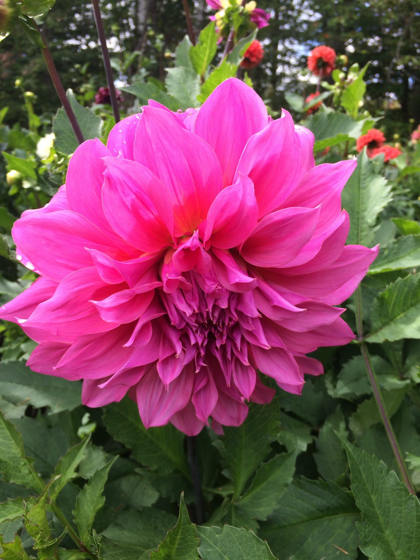 Belle of Barmera - Belle