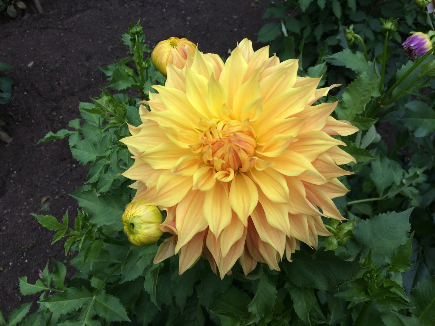 Bonaventure dahlia tuber - BNV