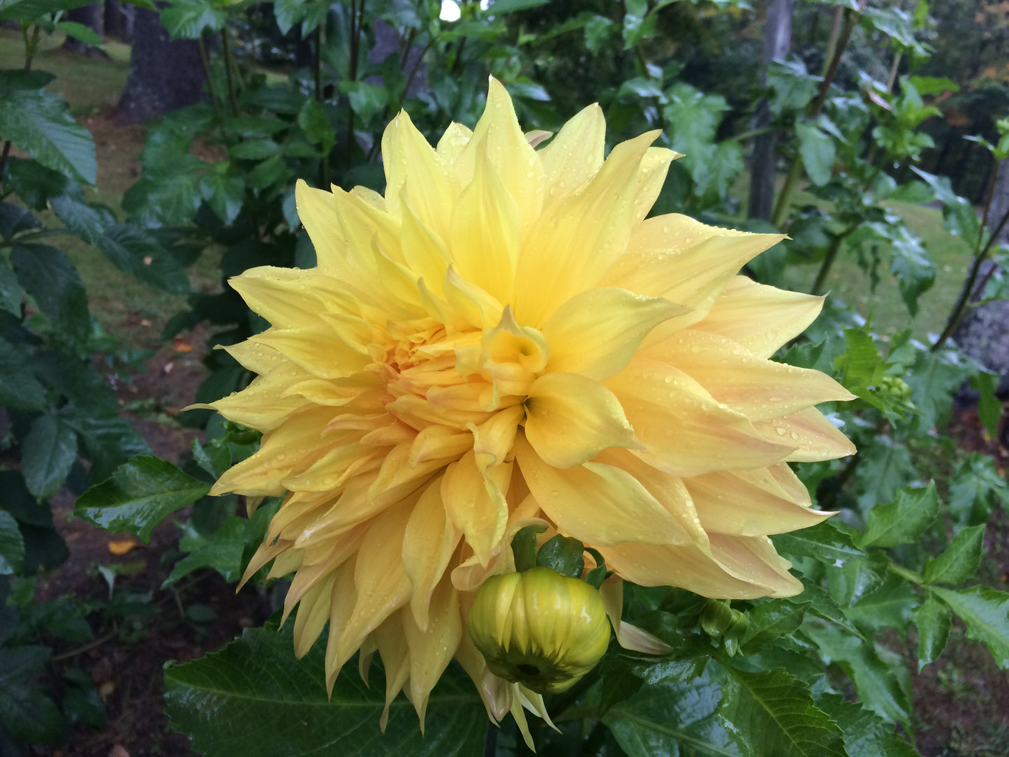 Bonaventure dahlia tuber - BNV