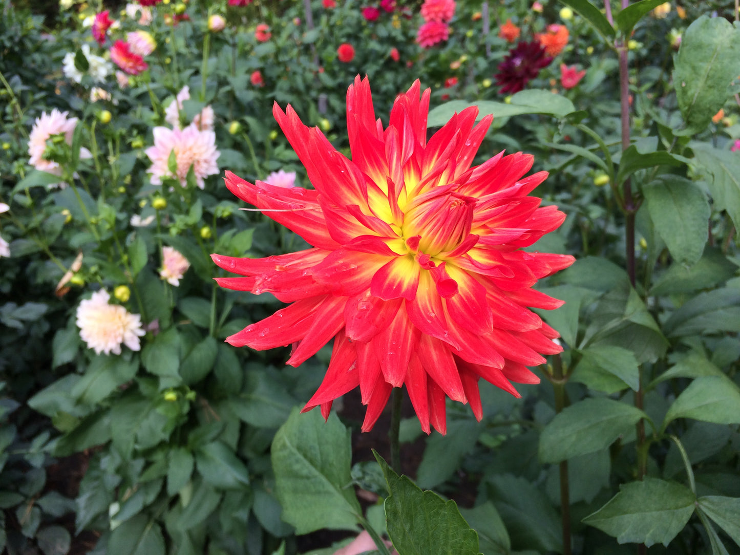 Brandon James dahlia tuber - BJ
