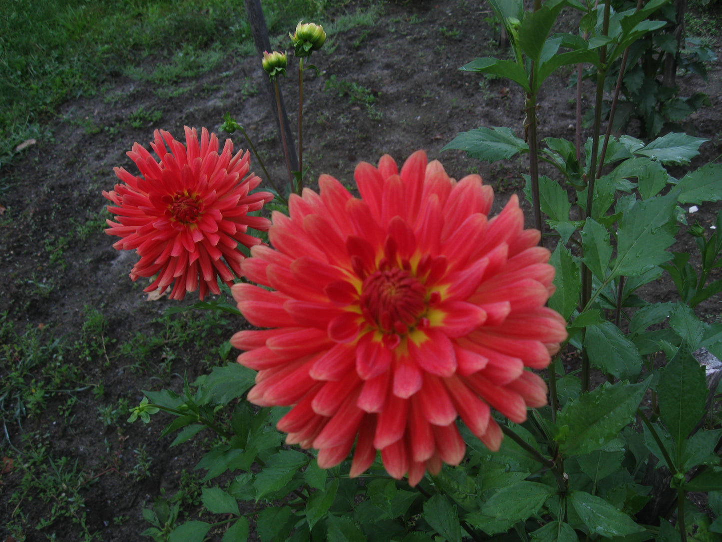 Brandon James dahlia tuber - BJ