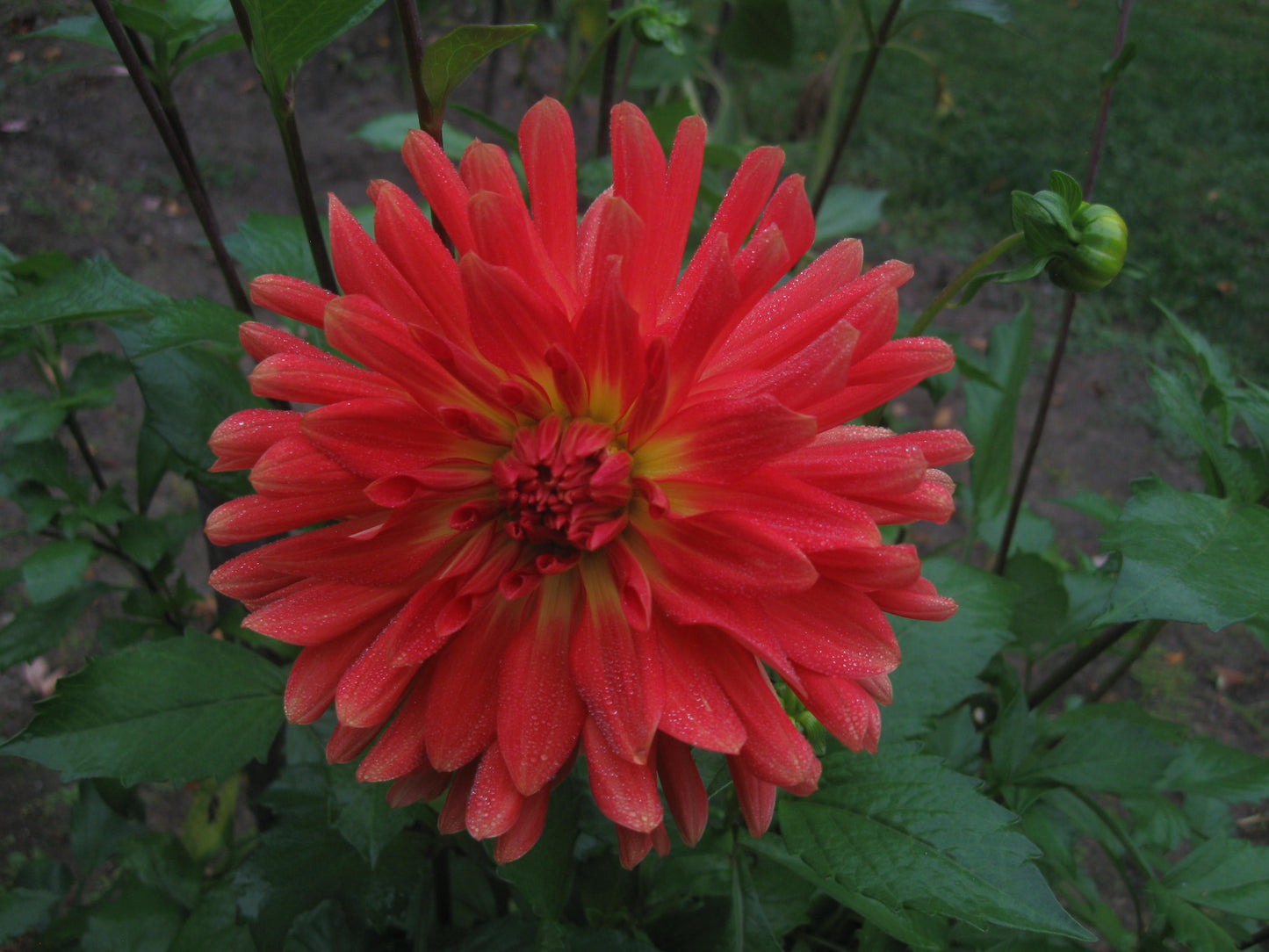 Brandon James dahlia tuber - BJ