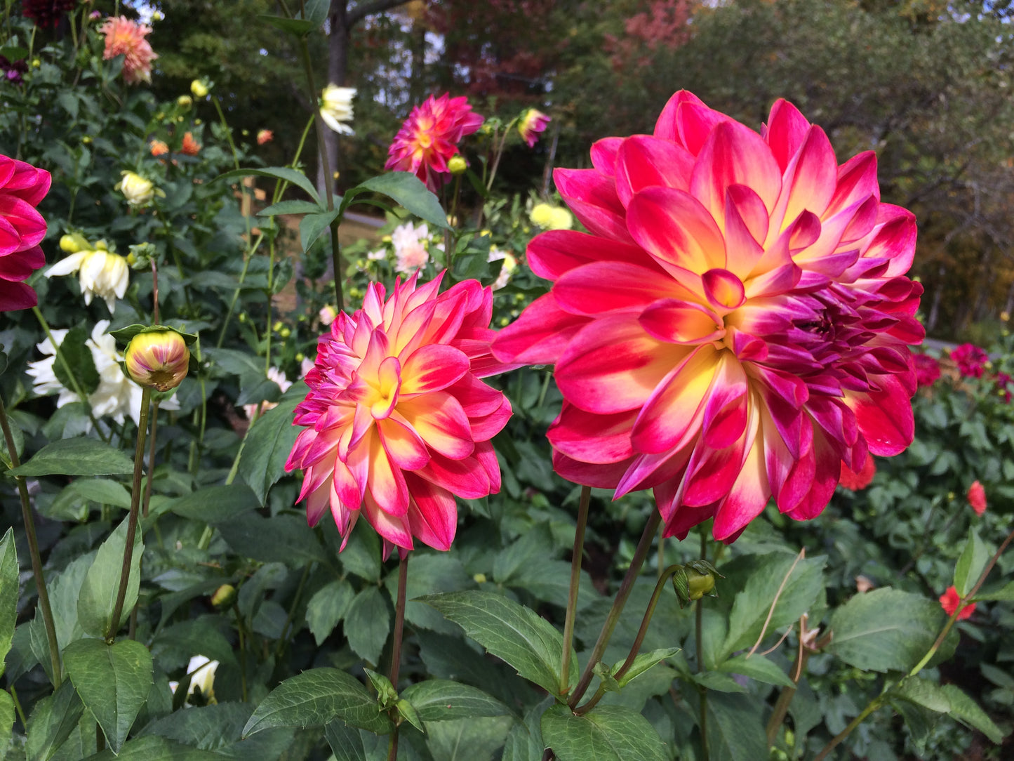 Brittaney Rey dahlia tuber - BR