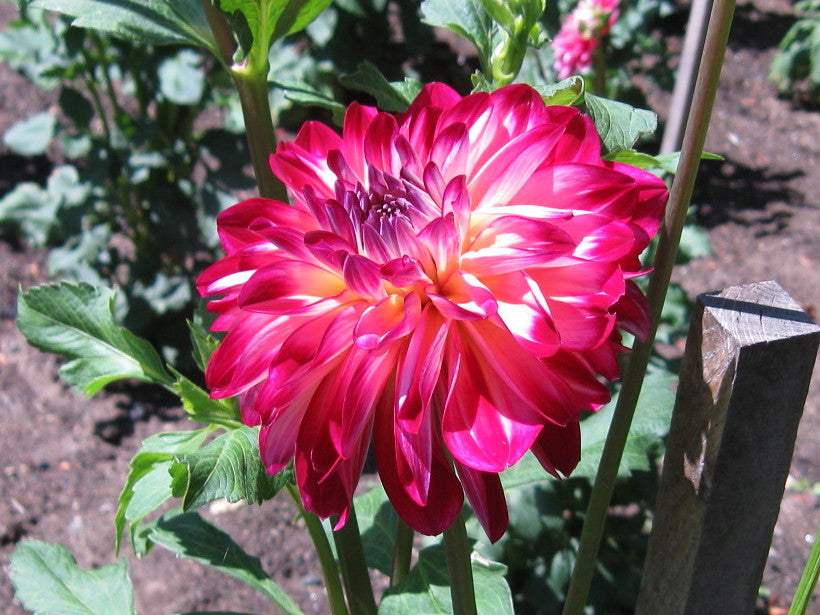 Brittaney Rey dahlia tuber - BR