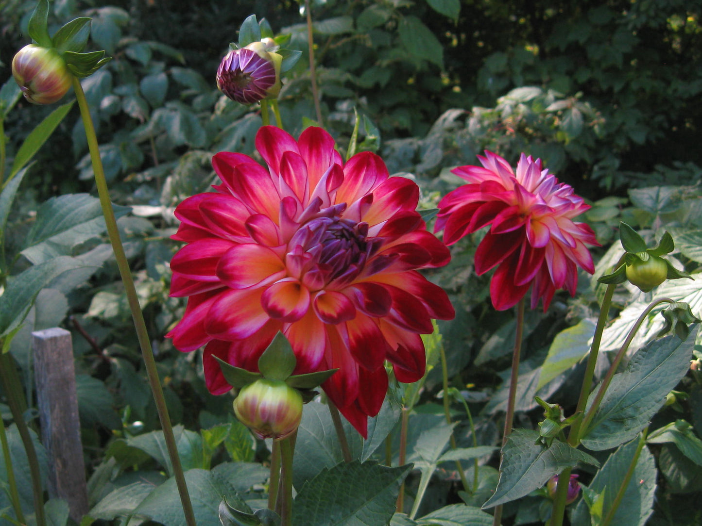 Brittaney Rey dahlia tuber - BR