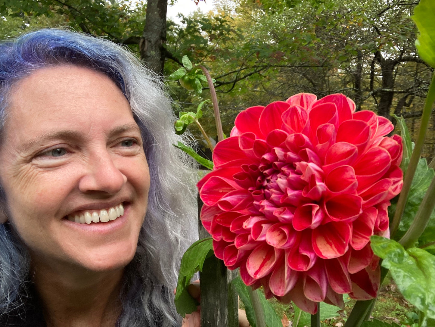 Honeydew - Can't Elope dahlia tuber - EXCLUSIVE - CNTEP - one per customer please