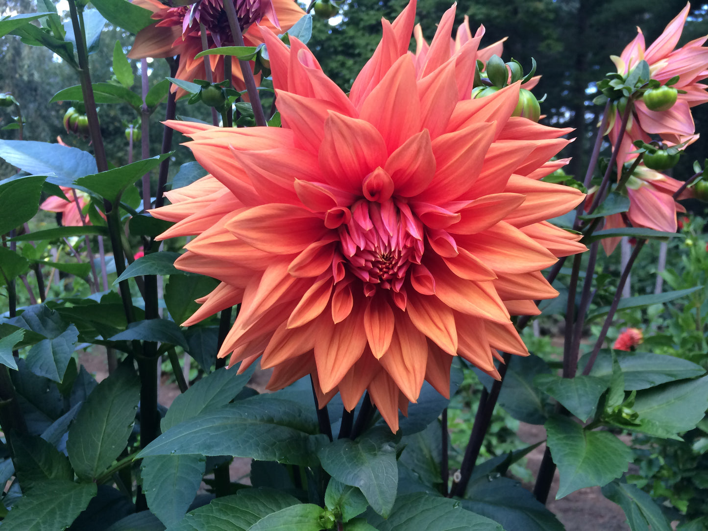 Color Spectacle Solid dahlia tuber - CS
