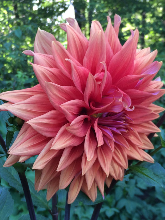 Color Spectacle Solid dahlia tuber - CS