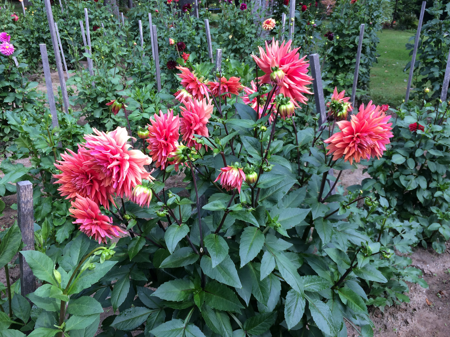 Color Spectacle Solid dahlia tuber - CS
