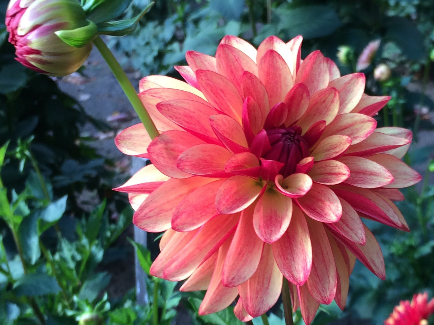 Crazy Legs dahlia tuber - CL