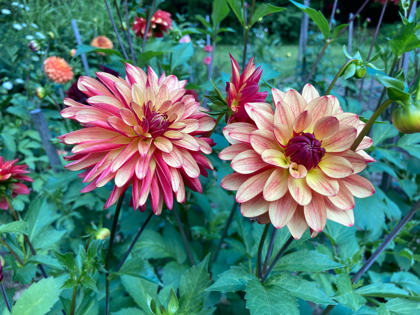 Crazy Legs dahlia tuber - CL