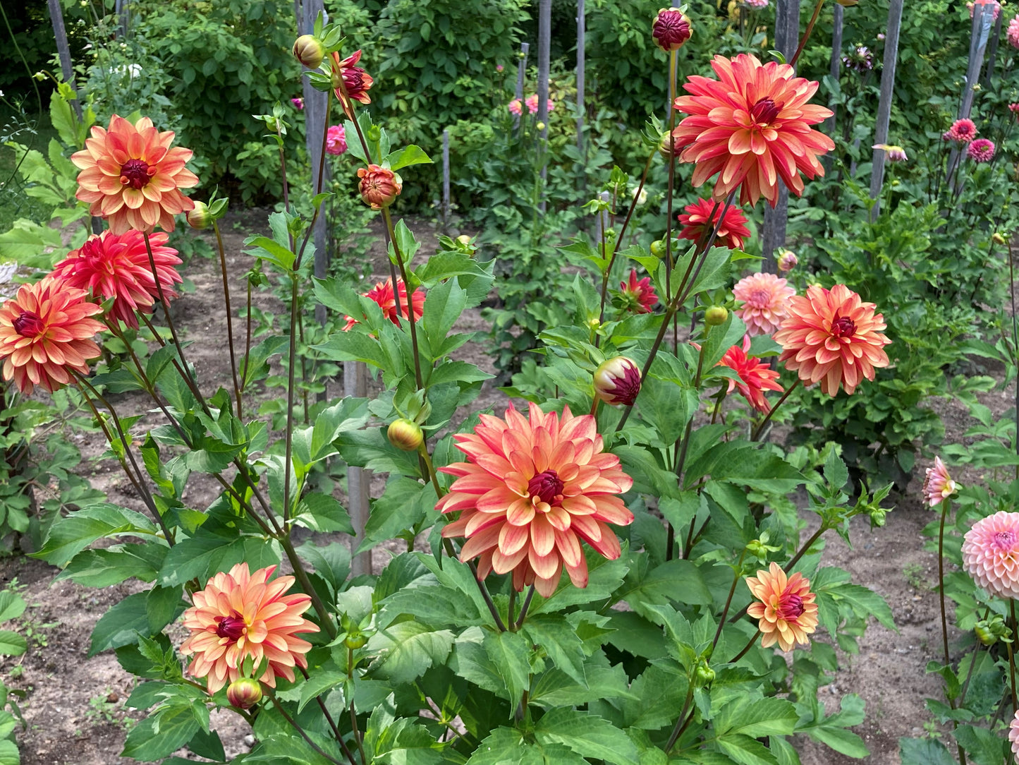 Crazy Legs dahlia tuber - CL