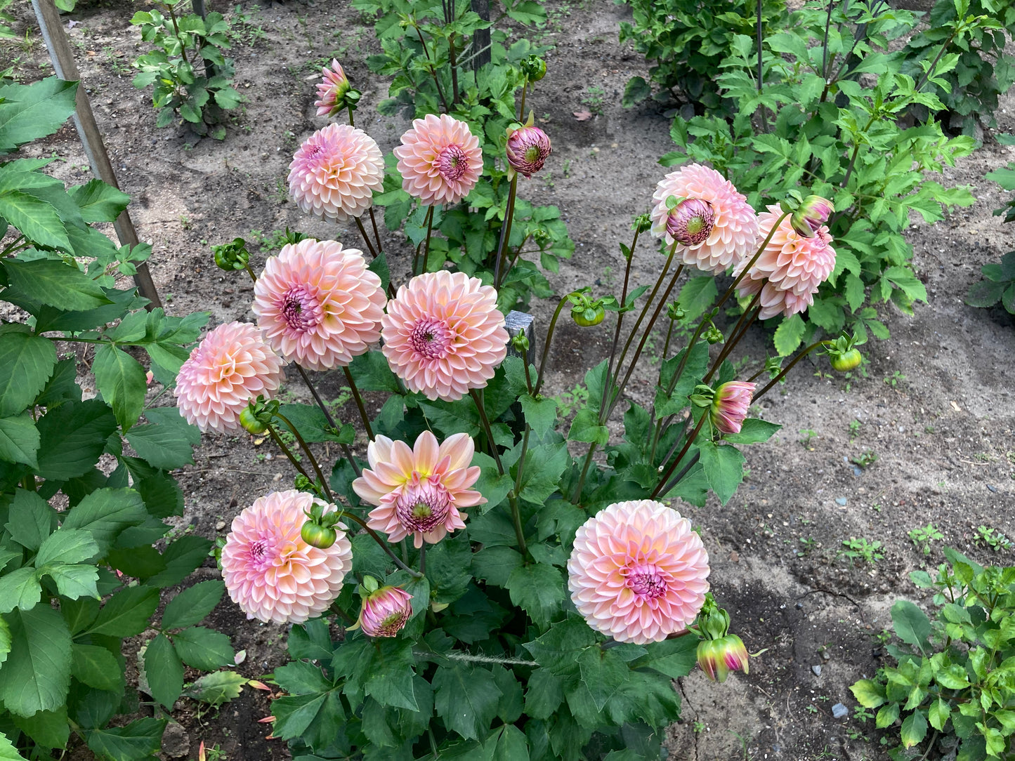 Cupcake dahlia tuber - CK