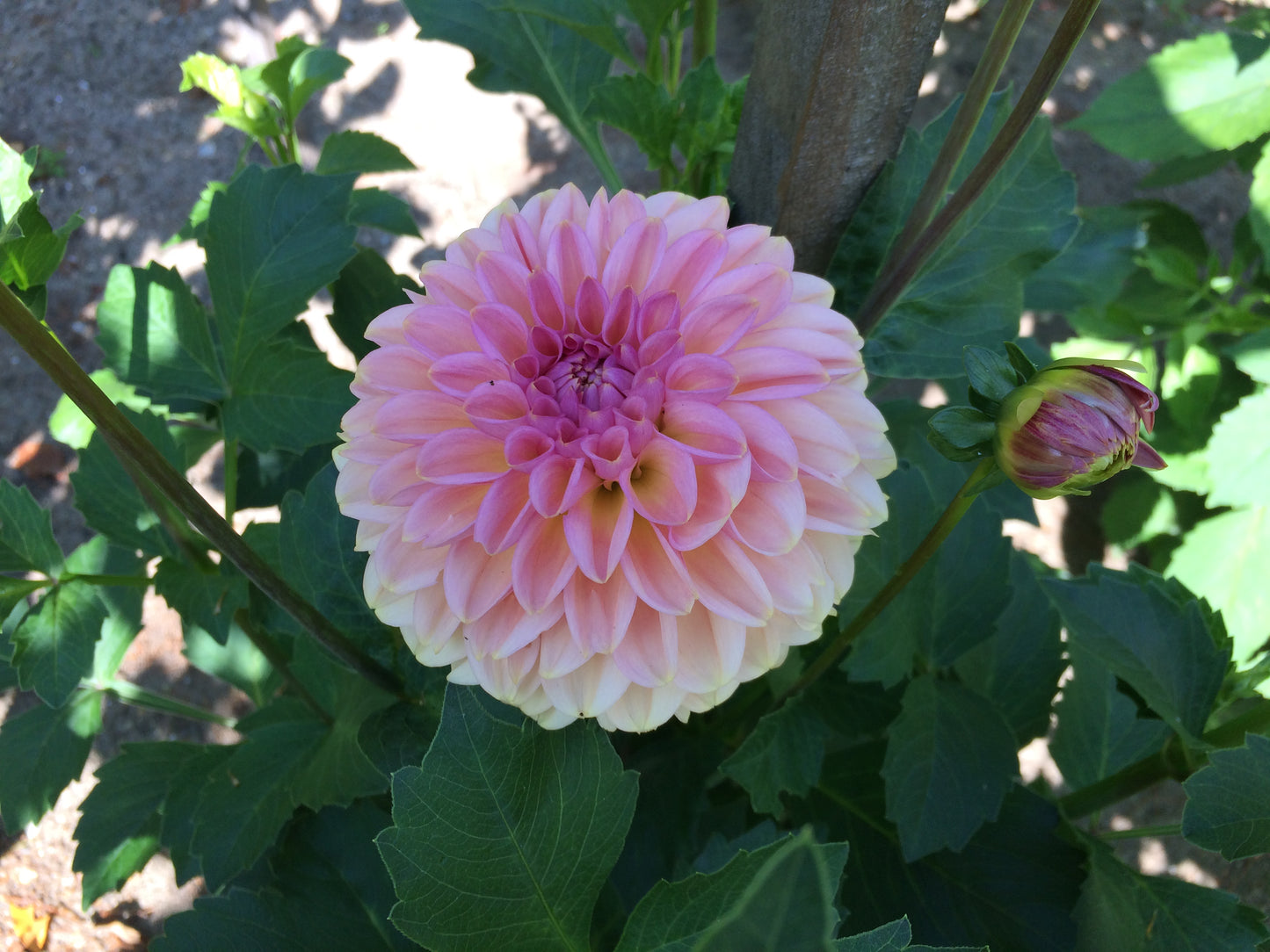Cupcake dahlia tuber - CK