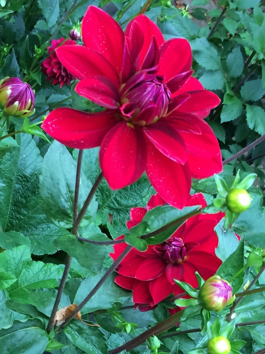 Depth Perception - DP (or DR)