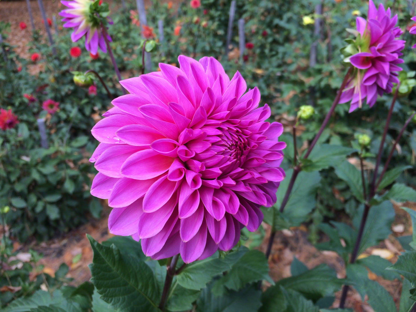 Emily's Pride - EP - a By Design Dahlias original