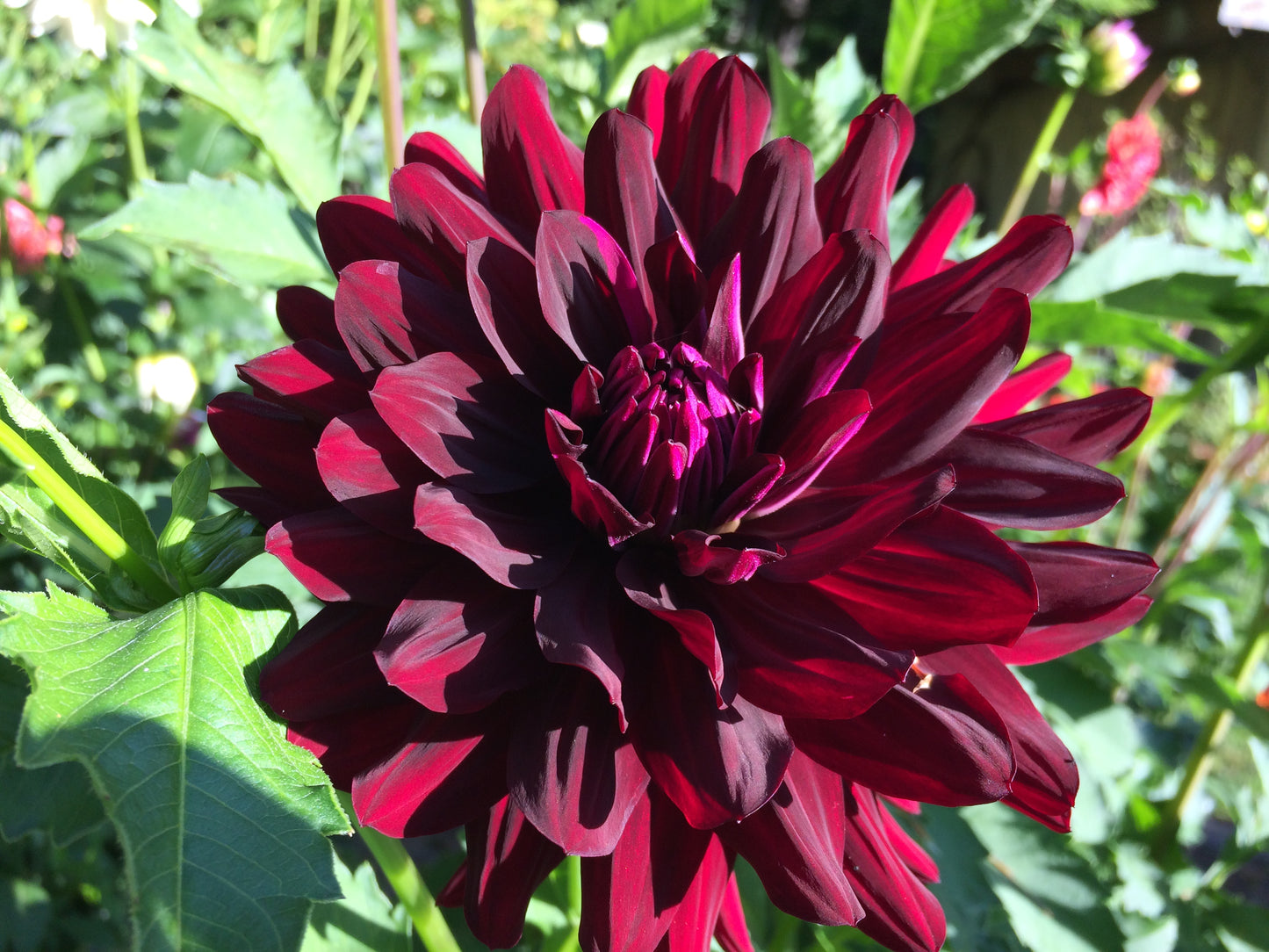 Hollyhill Black Beauty - HBB