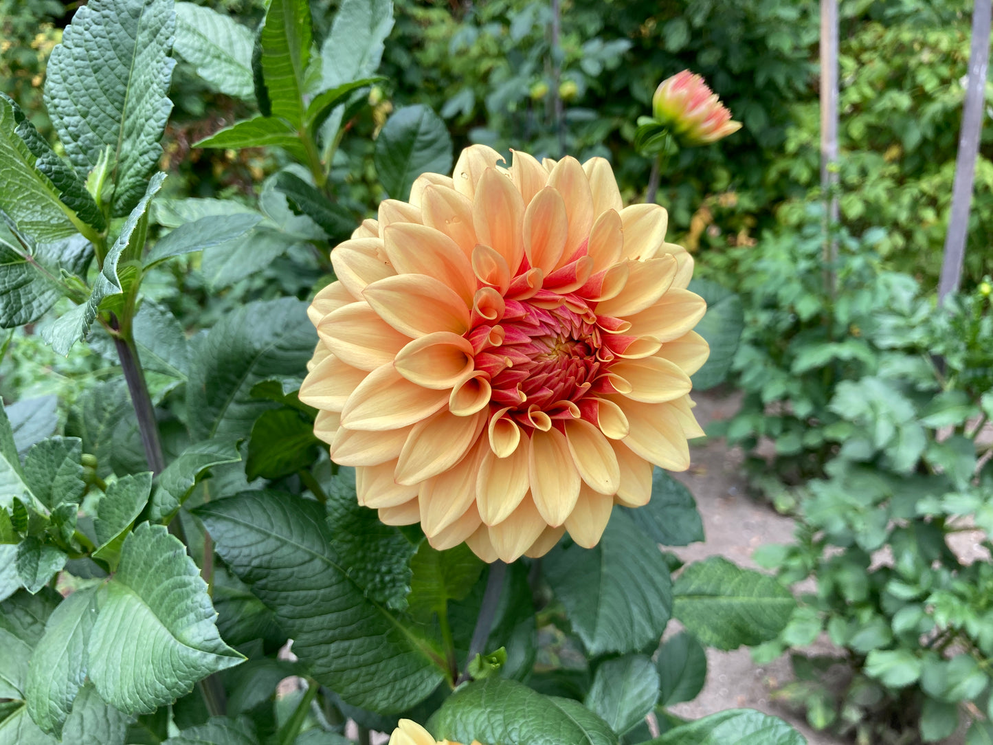 Dahlia Cult's DC Solstice Sunrise - DCSS - one per customer please