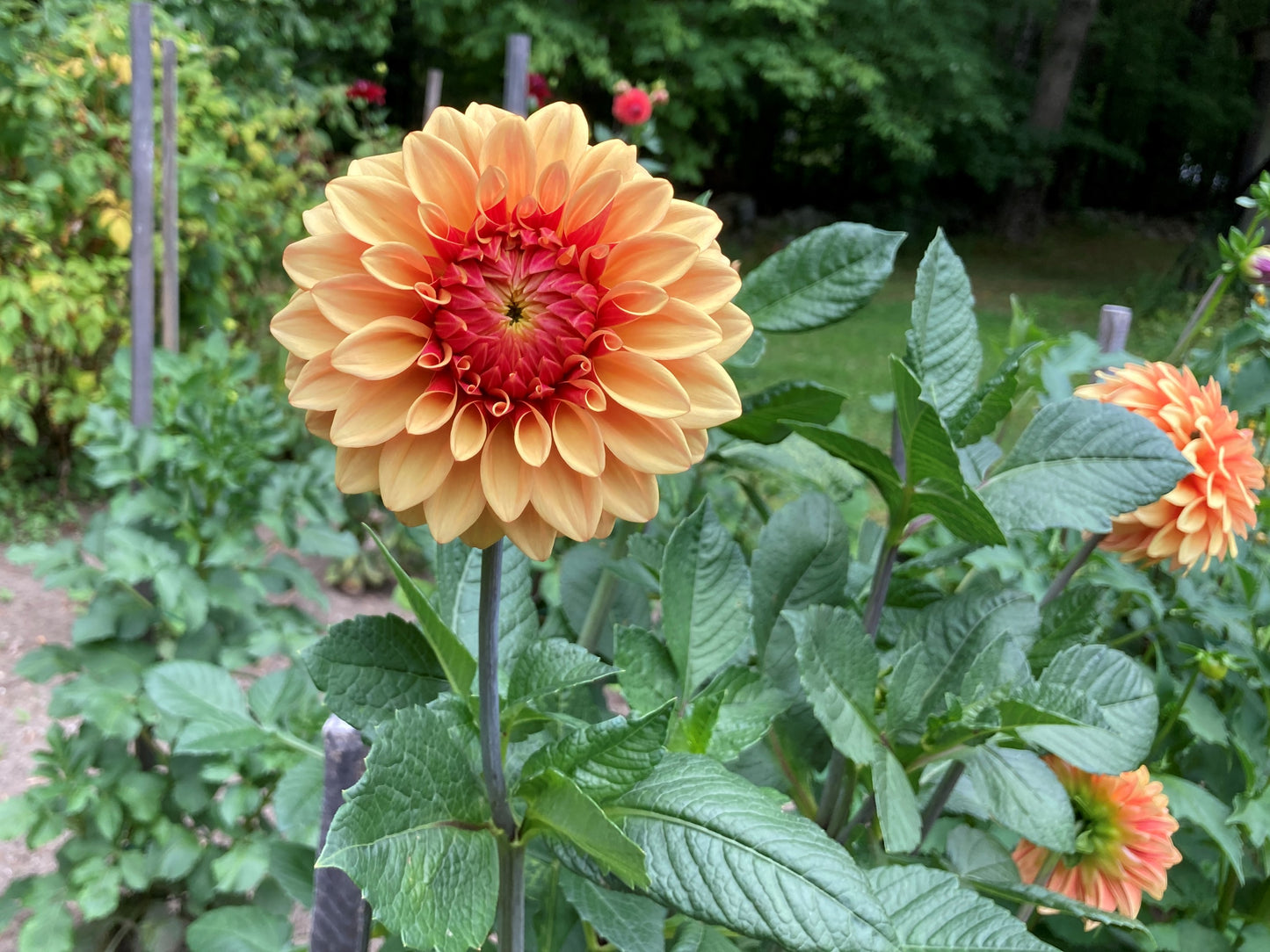 Dahlia Cult's DC Solstice Sunrise - DCSS - one per customer please