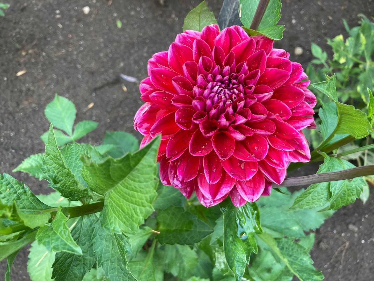 Honeydew - Glows from the Heart - EXCLUSIVE - GFH