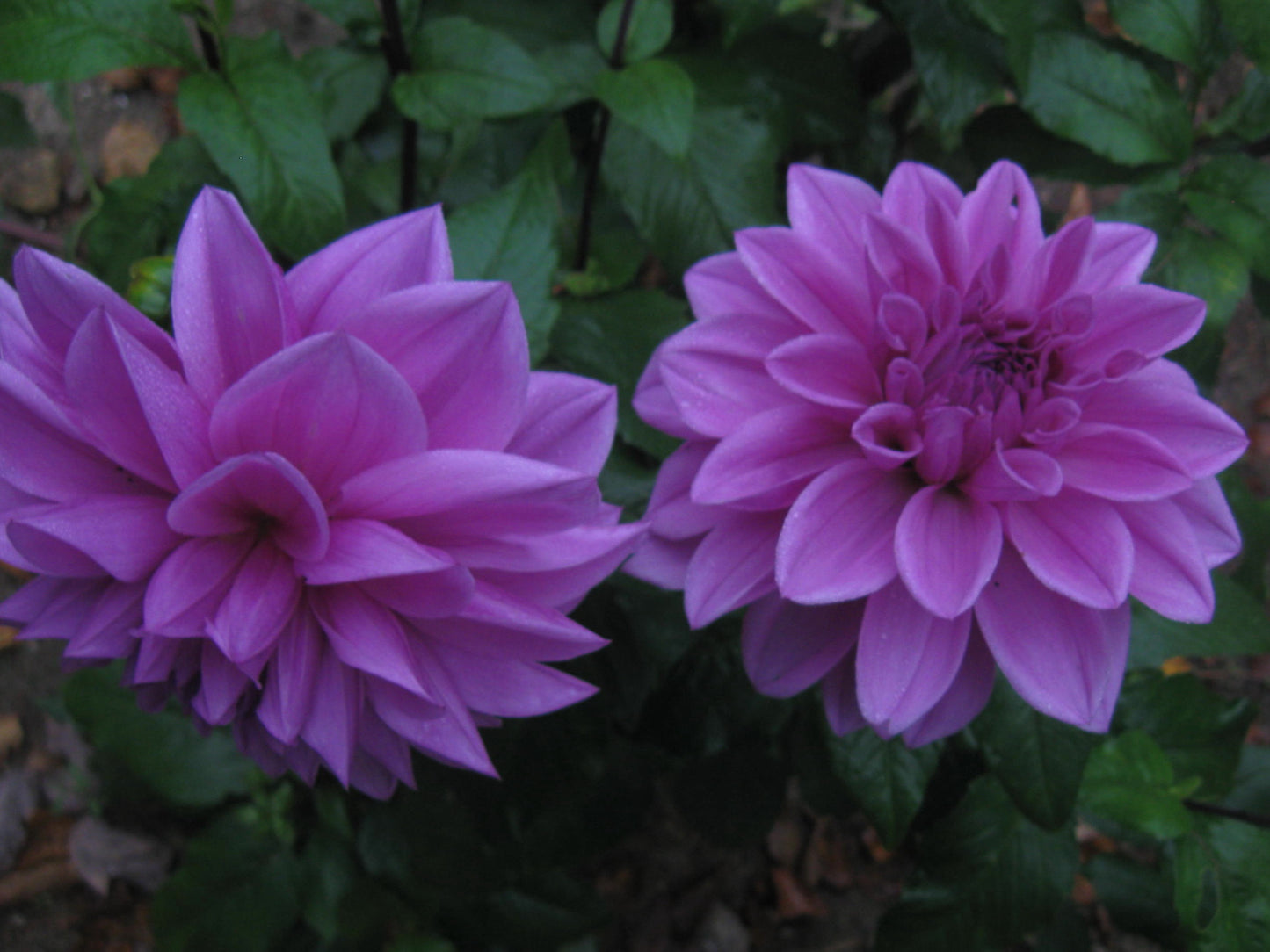 Lilac Time - LT