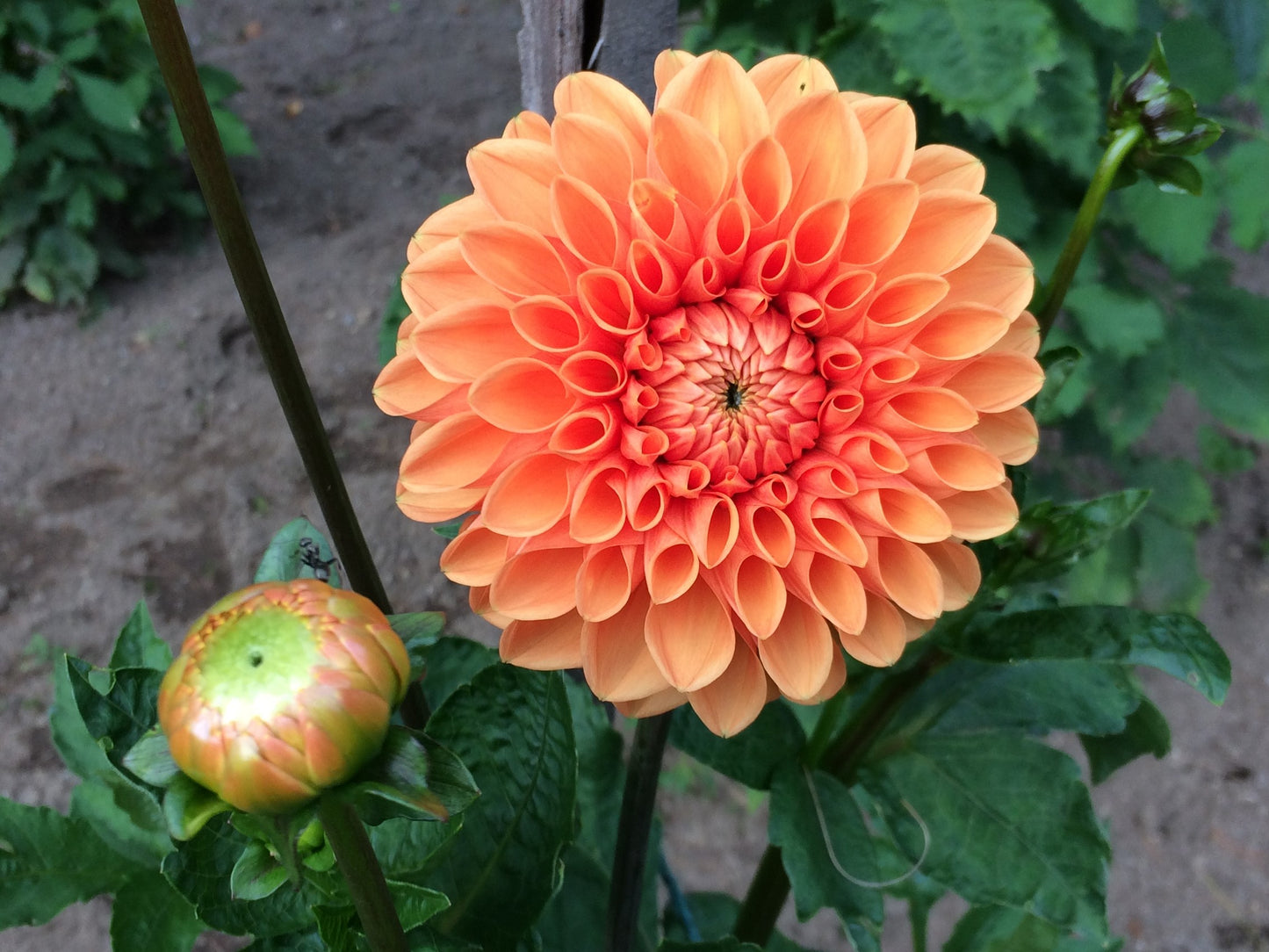 X 2nd Maarn dahlia tuber - MRN2nd