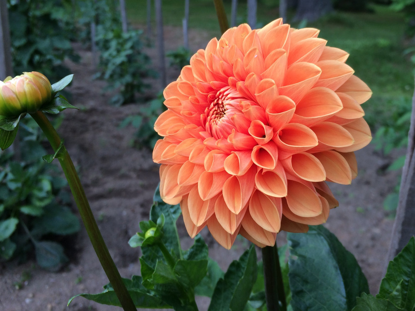X 2nd Maarn dahlia tuber - MRN2nd