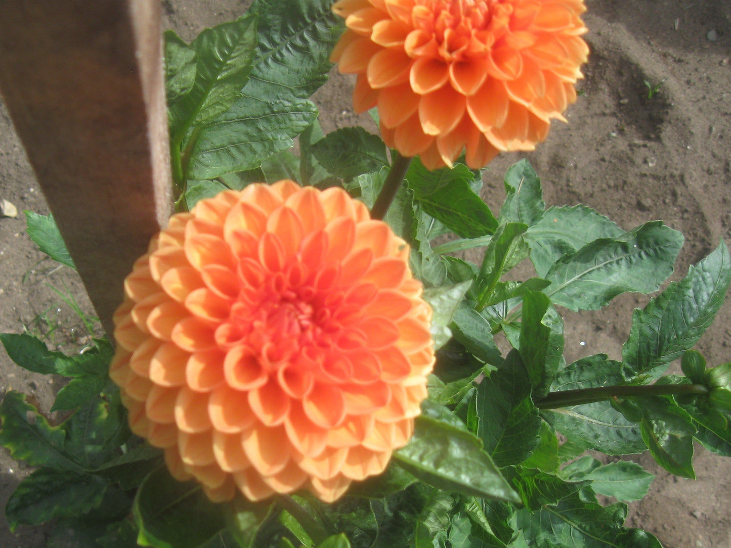 X 2nd Maarn dahlia tuber - MRN2nd