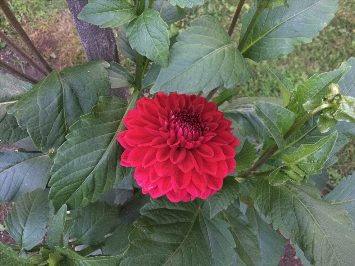 Sue's Red - Sue Red