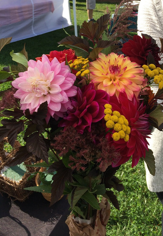 5 dahlia cut flower bouquet - vendor's choice color